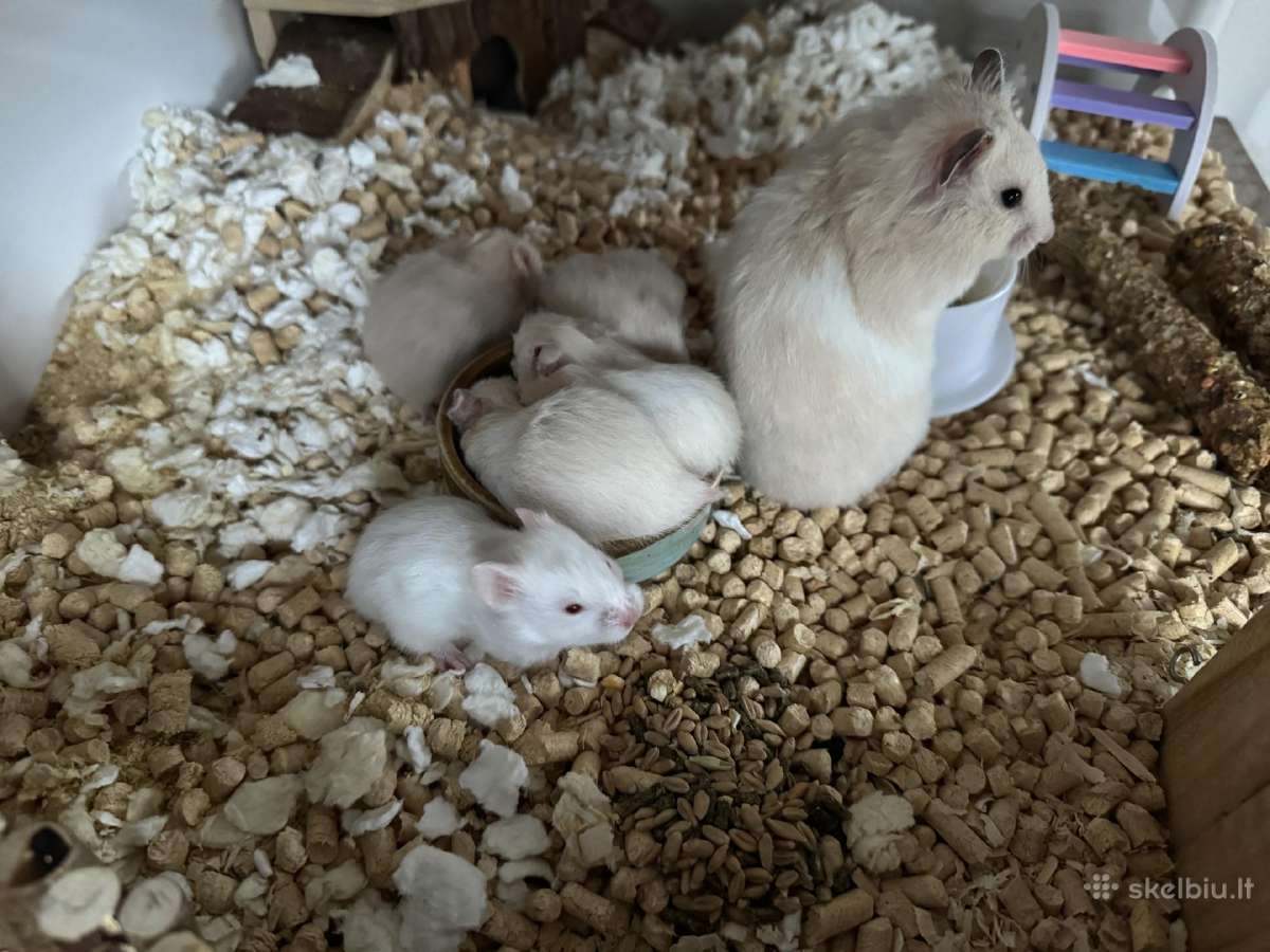 Sirijos žiurkėnai - nuotraukos Nr. 7