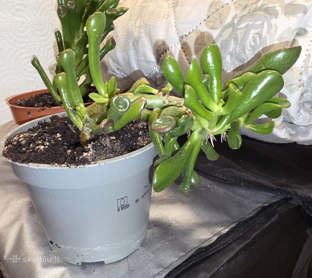 Atiduodu - nuotraukos Nr. 3