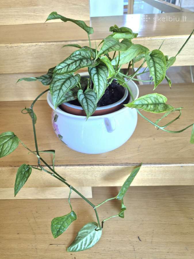 Kambarinė gėlė "Epipremnum - nuotraukos Nr. 3