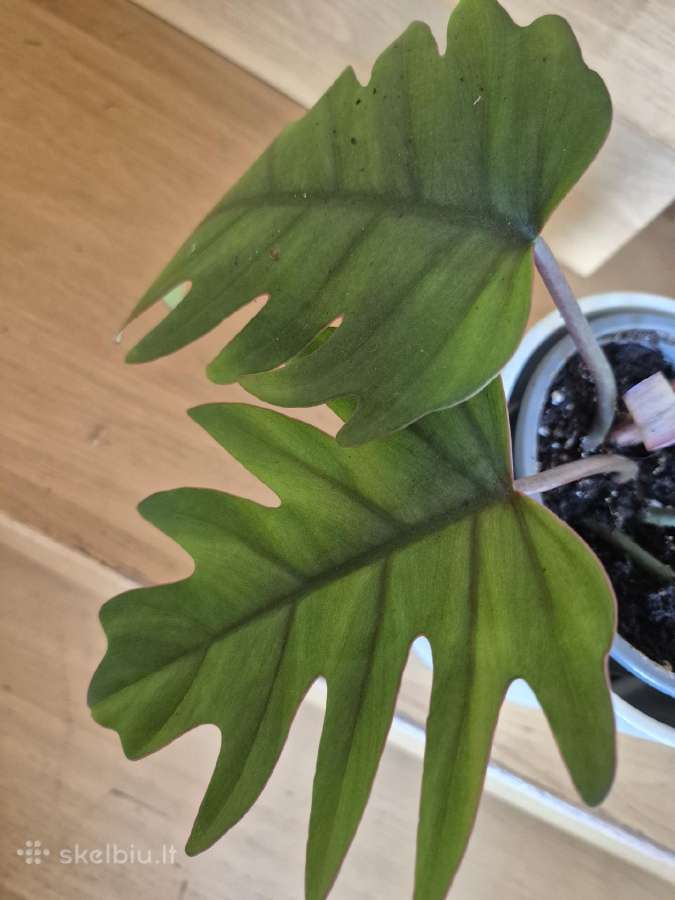 Kambarine gele" Philodendron". - nuotraukos Nr. 2