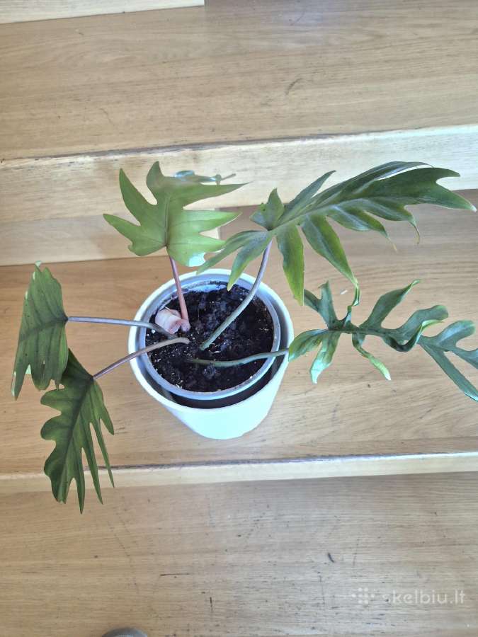 Kambarine gele" Philodendron". - nuotraukos Nr. 3