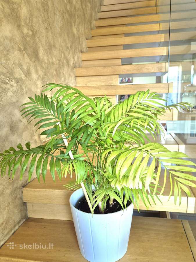 Kambarine gele palme"howea". - nuotraukos Nr. 2