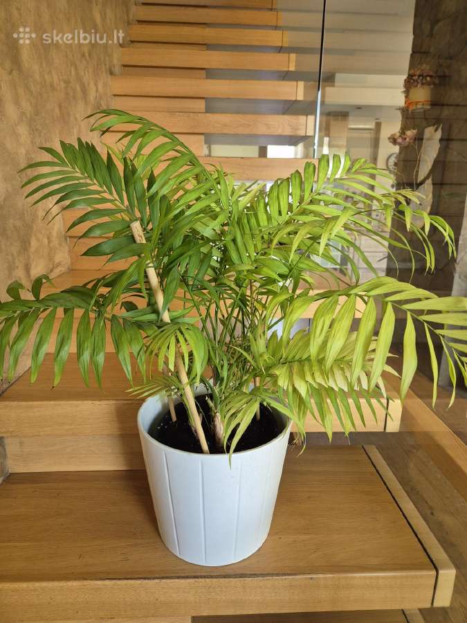 Kambarine gele palme"howea". - nuotraukos Nr. 3