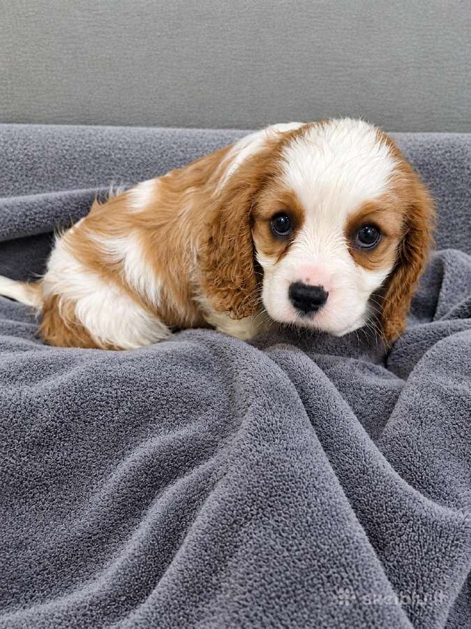 Kavalieriaus Karaliaus Karolio Spanielių šuniuka - nuotraukos Nr. 22