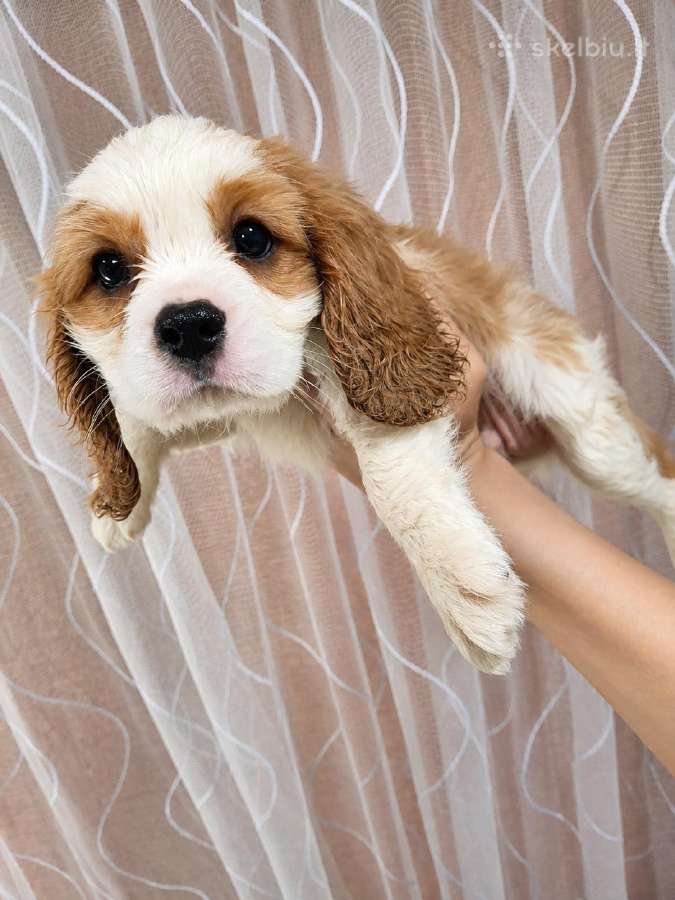 Kavalieriaus Karaliaus Karolio Spanielių šuniuka - nuotraukos Nr. 25
