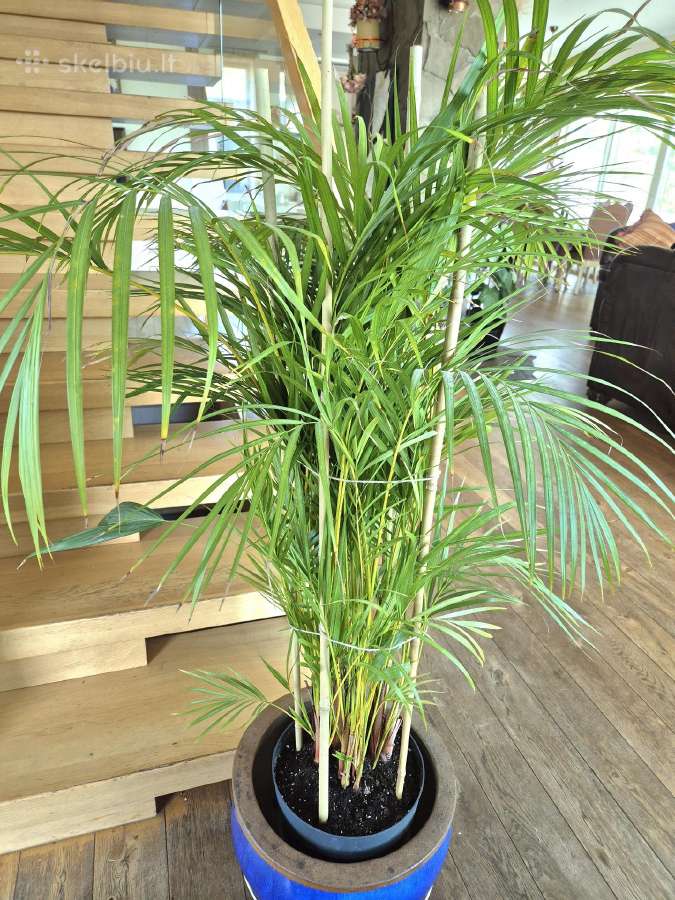 Kambarinę gele-palme 120 cm. - nuotraukos Nr. 2