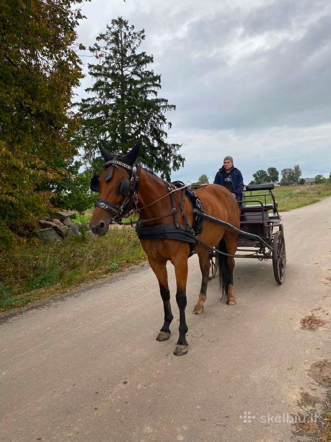Parduodama kumelė - nuotraukos Nr. 3