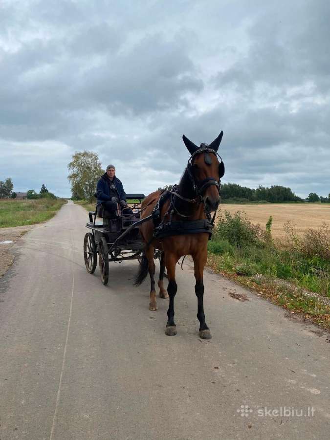 Parduodama kumelė - nuotraukos Nr. 4