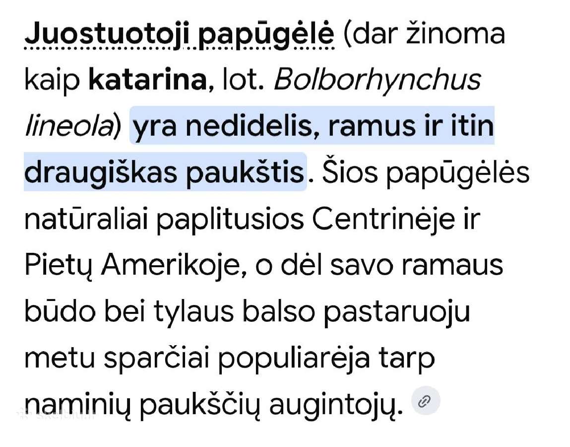 Juostuotoji papūga. - nuotraukos Nr. 4