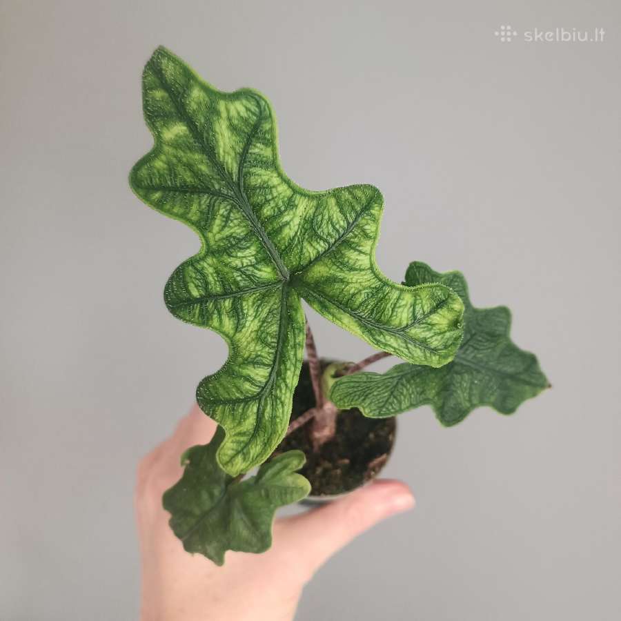 Alocasia Jacklyn - nuotraukos Nr. 2