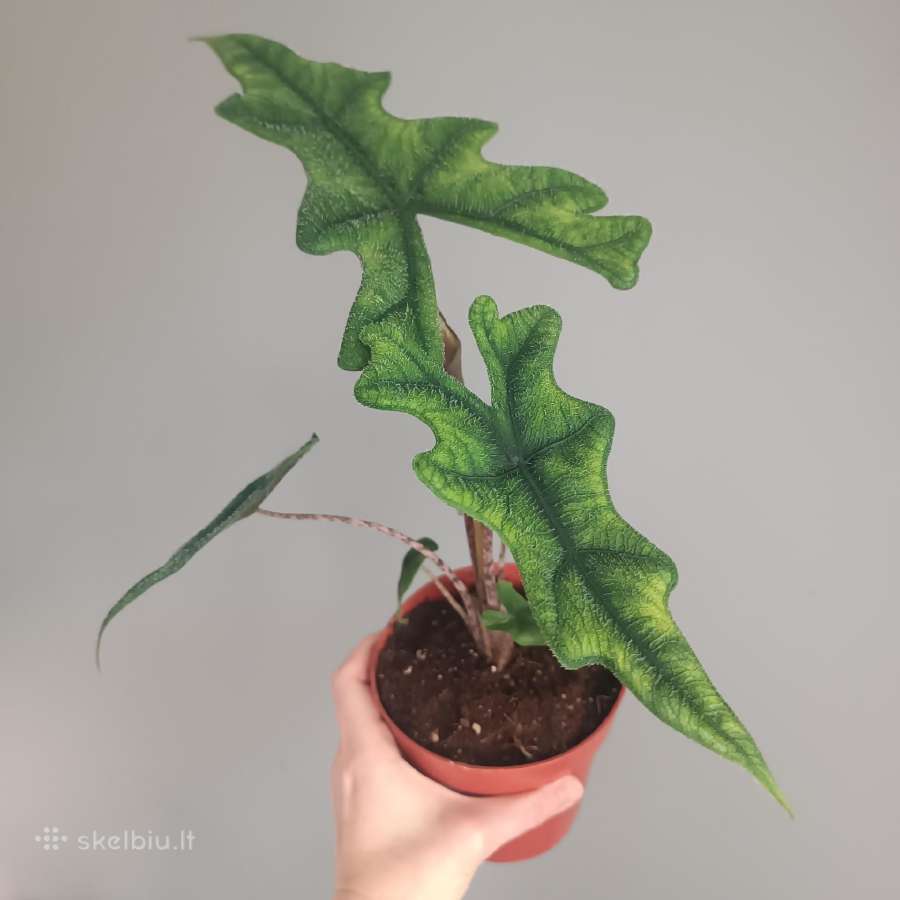 Alocasia Jacklyn - nuotraukos Nr. 2