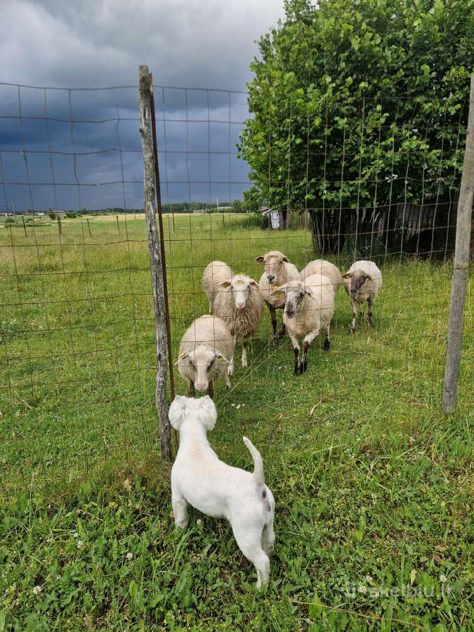 Dovanojamas Vakarų Škotijos Baltasis Terjeras - nuotraukos Nr. 3