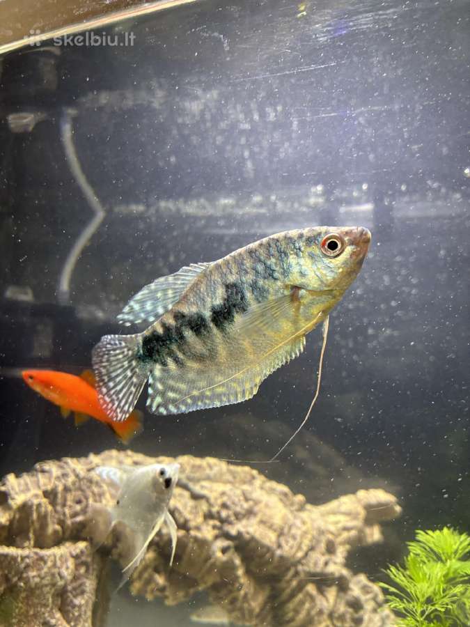 45 litru akvariumas - nuotraukos Nr. 5