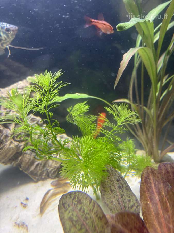 45 litru akvariumas - nuotraukos Nr. 6