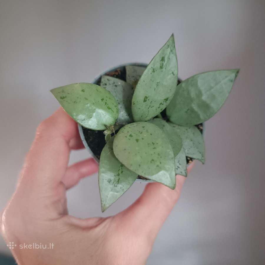 Hoya Krohniana Eskimo - nuotraukos Nr. 2