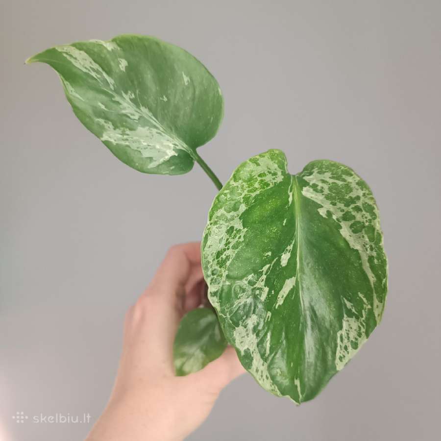 Monstera Bulbasaur - nuotraukos Nr. 2