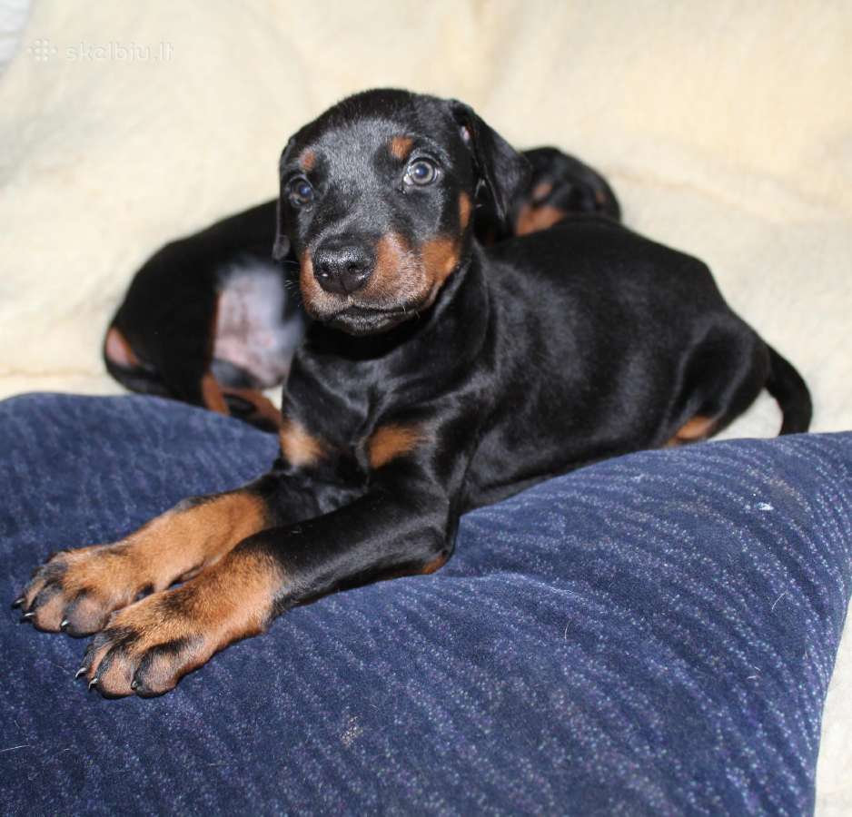 Dobermanu veisles suniukai Su Kilmes dokumentais - nuotraukos Nr. 2