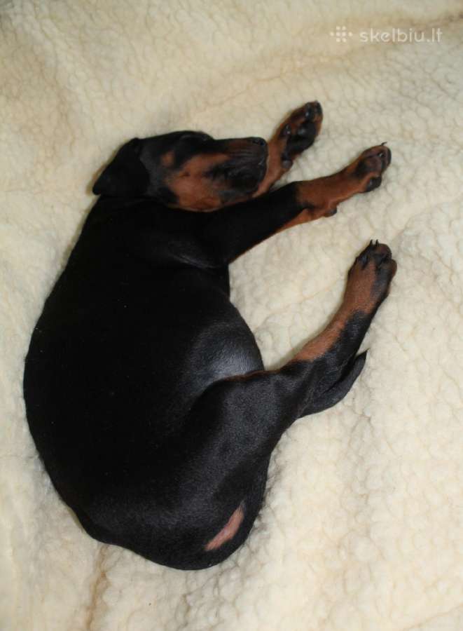 Dobermanu veisles suniukai Su Kilmes dokumentais - nuotraukos Nr. 3