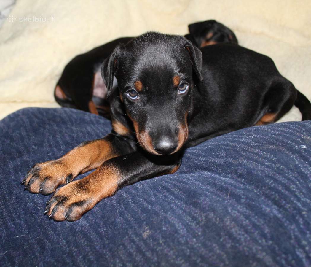 Dobermanu veisles suniukai Su Kilmes dokumentais - nuotraukos Nr. 4