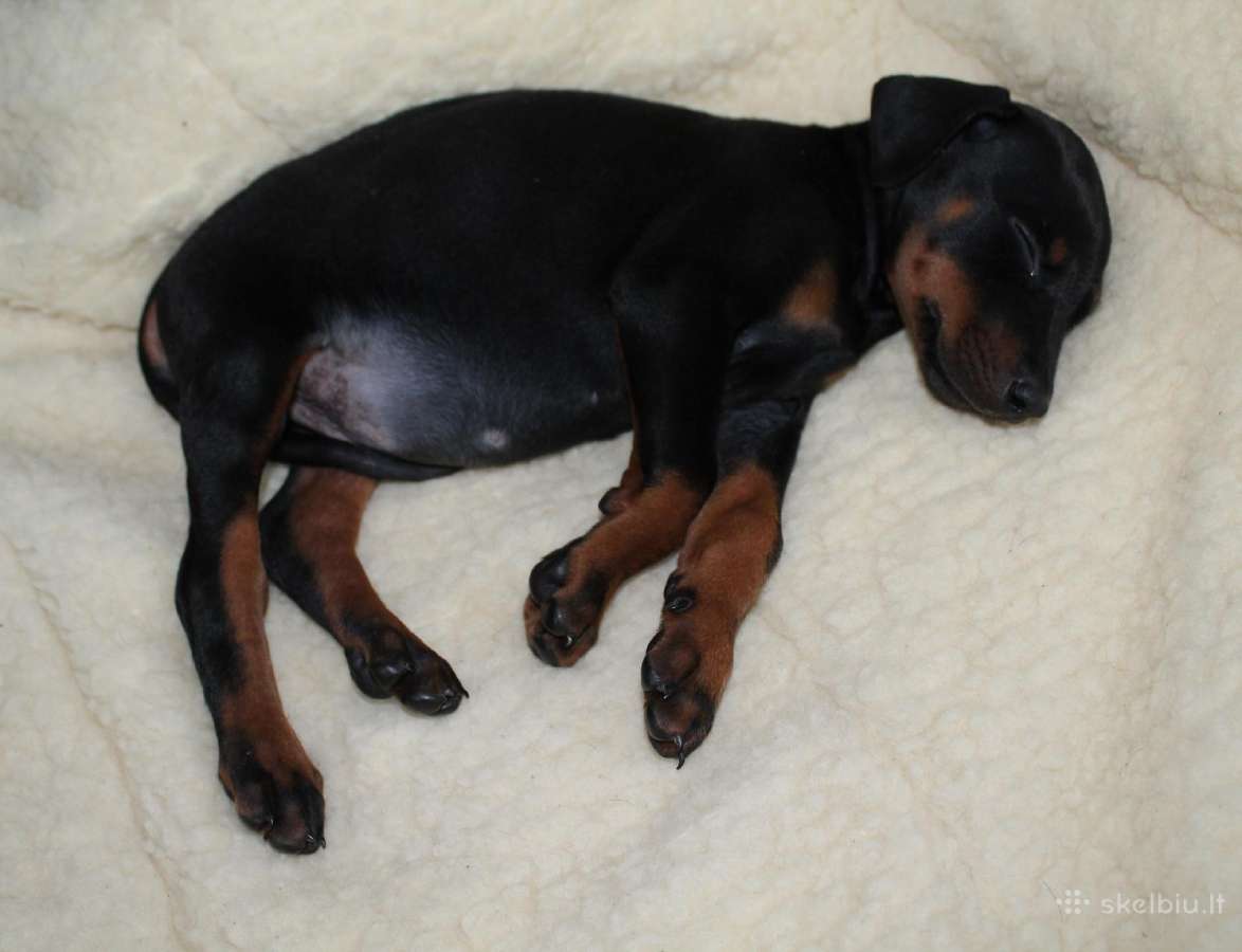 Dobermanu veisles suniukai Su Kilmes dokumentais - nuotraukos Nr. 5