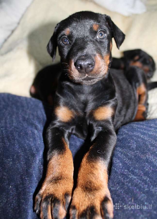 Dobermanu veisles suniukai Su Kilmes dokumentais - nuotraukos Nr. 6