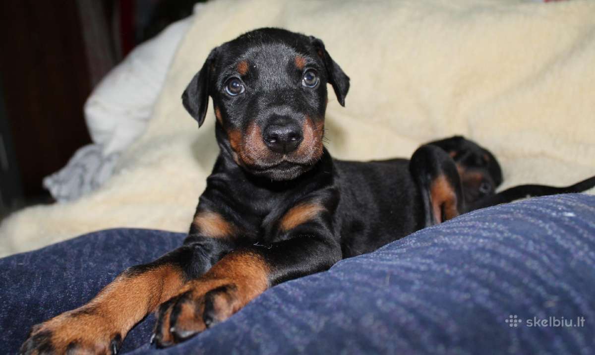 Dobermanu veisles suniukai Su Kilmes dokumentais - nuotraukos Nr. 7