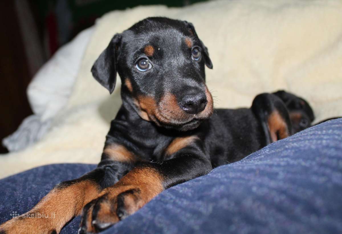 Dobermanu veisles suniukai Su Kilmes dokumentais - nuotraukos Nr. 8