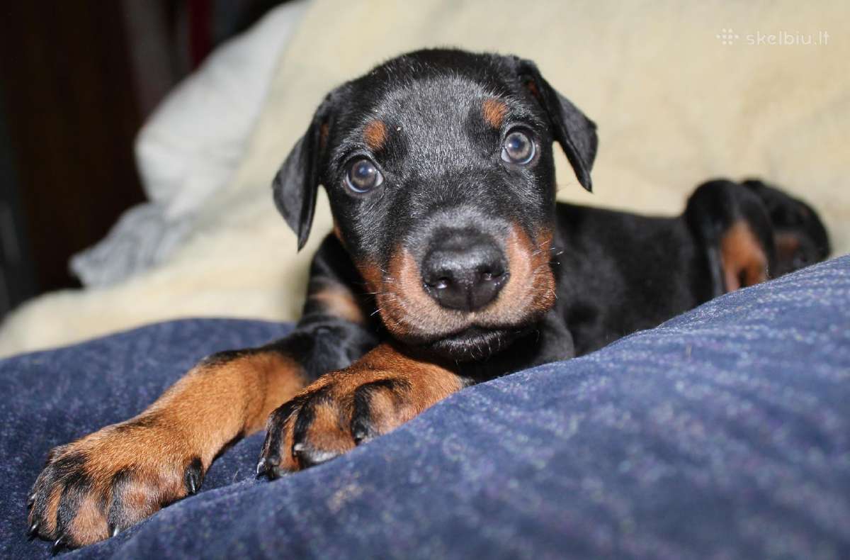 Dobermanu veisles suniukai Su Kilmes dokumentais - nuotraukos Nr. 9