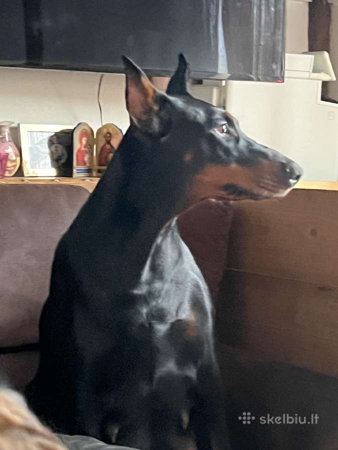 Dobermanu veisles suniukai Su Kilmes dokumentais - nuotraukos Nr. 13