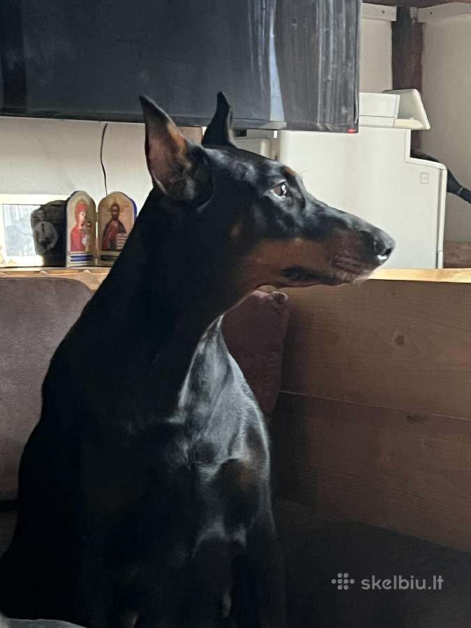 Dobermanu veisles suniukai Su Kilmes dokumentais - nuotraukos Nr. 14