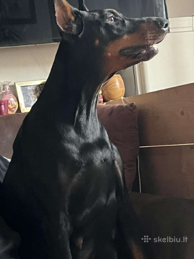 Dobermanu veisles suniukai Su Kilmes dokumentais - nuotraukos Nr. 15