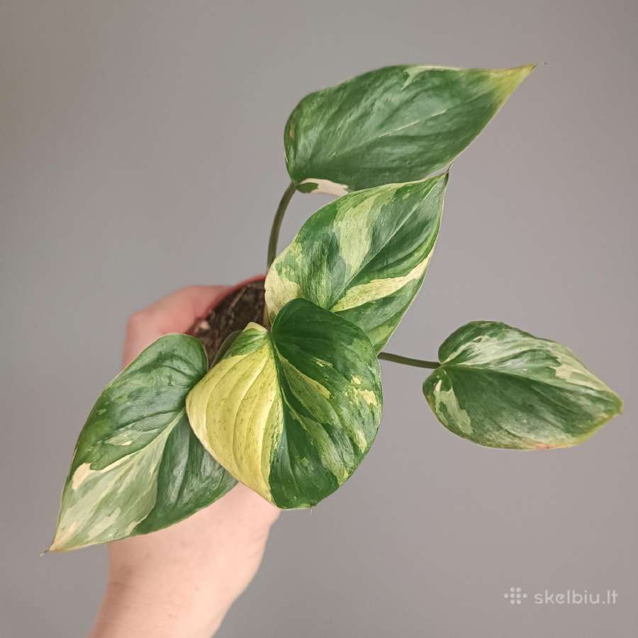Homalomena Rubescens Aurea Mint - nuotraukos Nr. 2