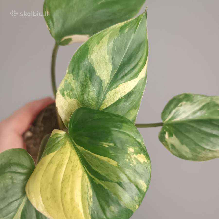 Homalomena Rubescens Aurea Mint - nuotraukos Nr. 3