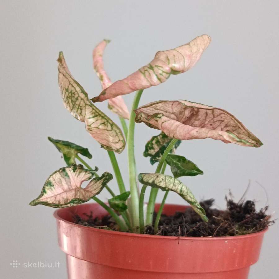 Syngonium Pink Rolli - nuotraukos Nr. 3
