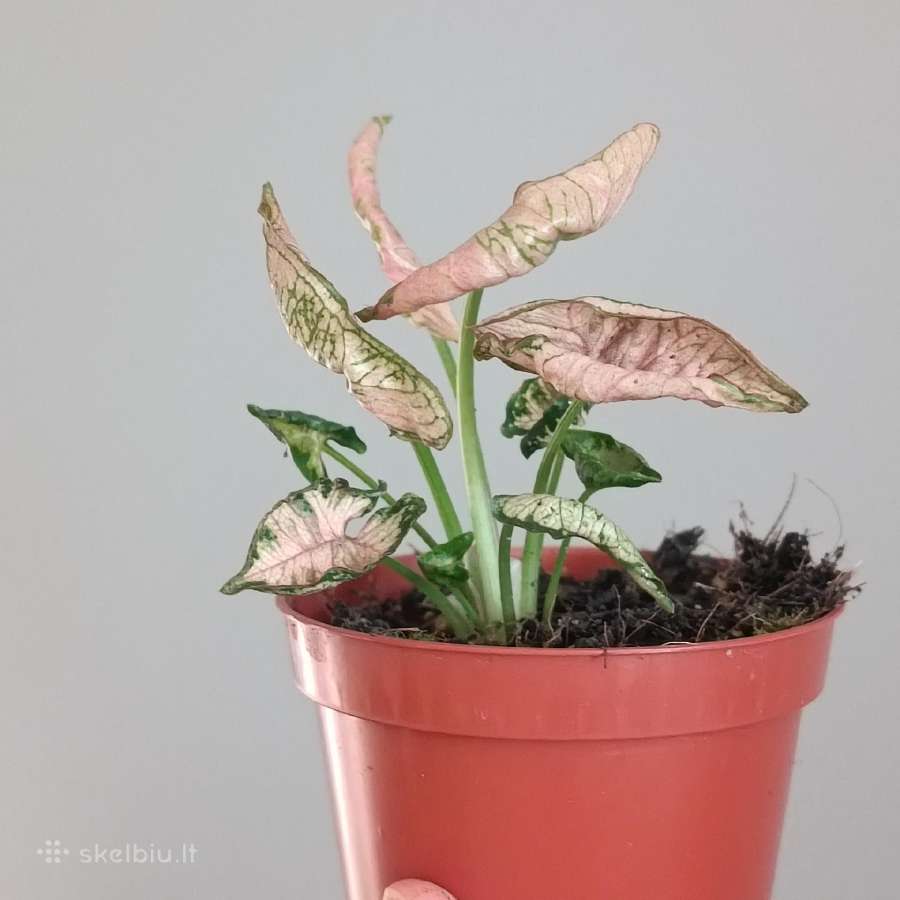 Syngonium Pink Rolli - nuotraukos Nr. 4
