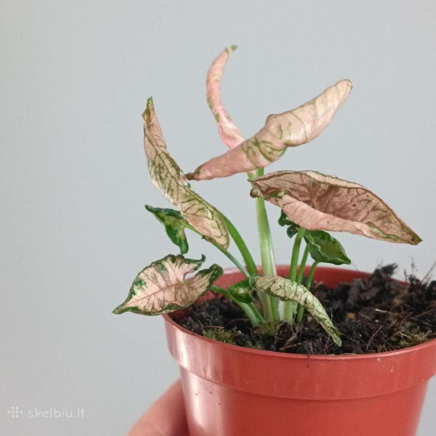 Syngonium Pink Rolli - nuotraukos Nr. 5