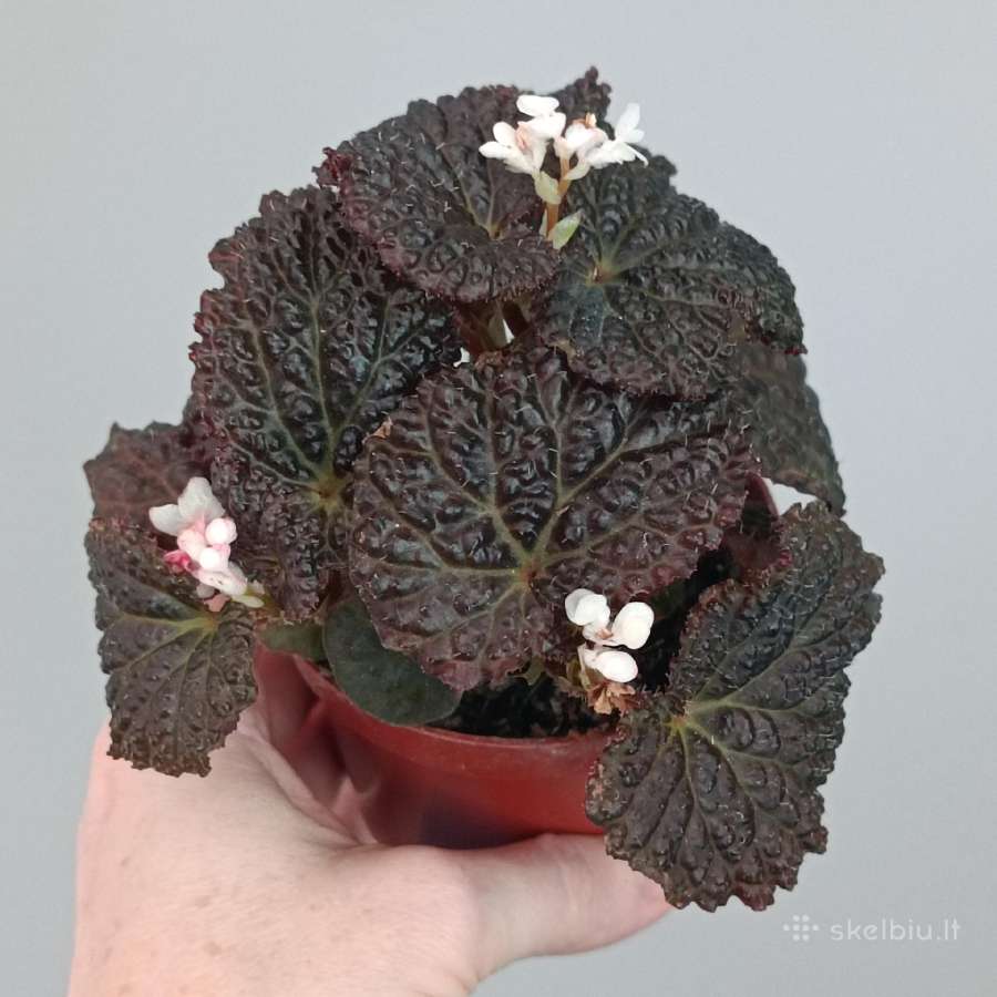 Begonia Baik x Dracopelta - nuotraukos Nr. 2