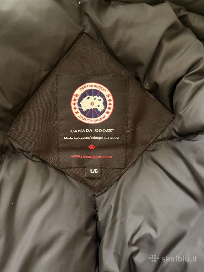 Canada goose - nuotraukos Nr. 5