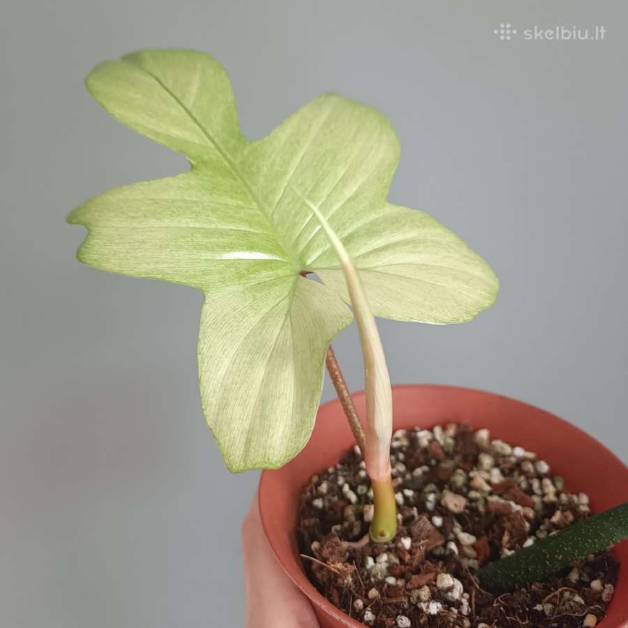Philodendron Florida Ghost - nuotraukos Nr. 2