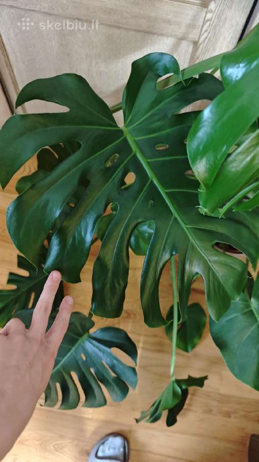 Monstera - nuotraukos Nr. 2