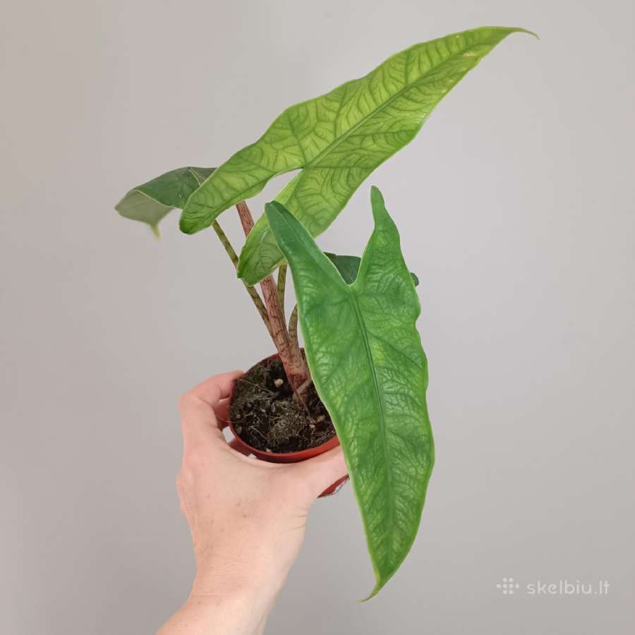 Alocasia Sulawesi Green Carpet - nuotraukos Nr. 2
