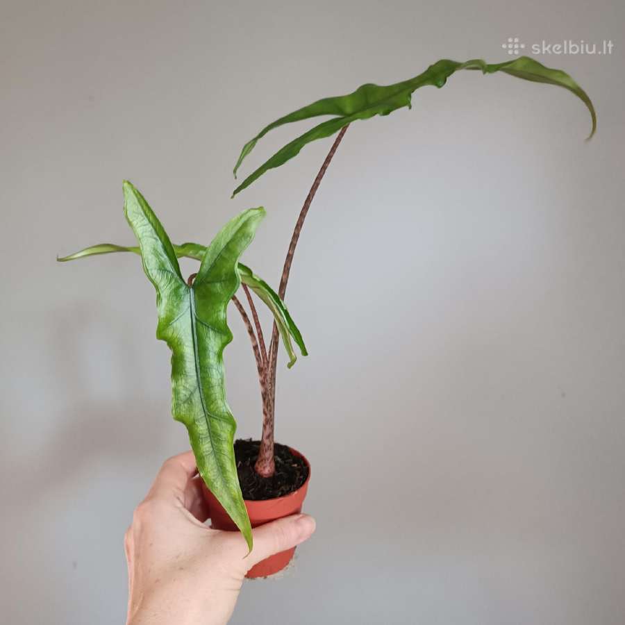 Alocasia Sabrina Narrow - nuotraukos Nr. 2