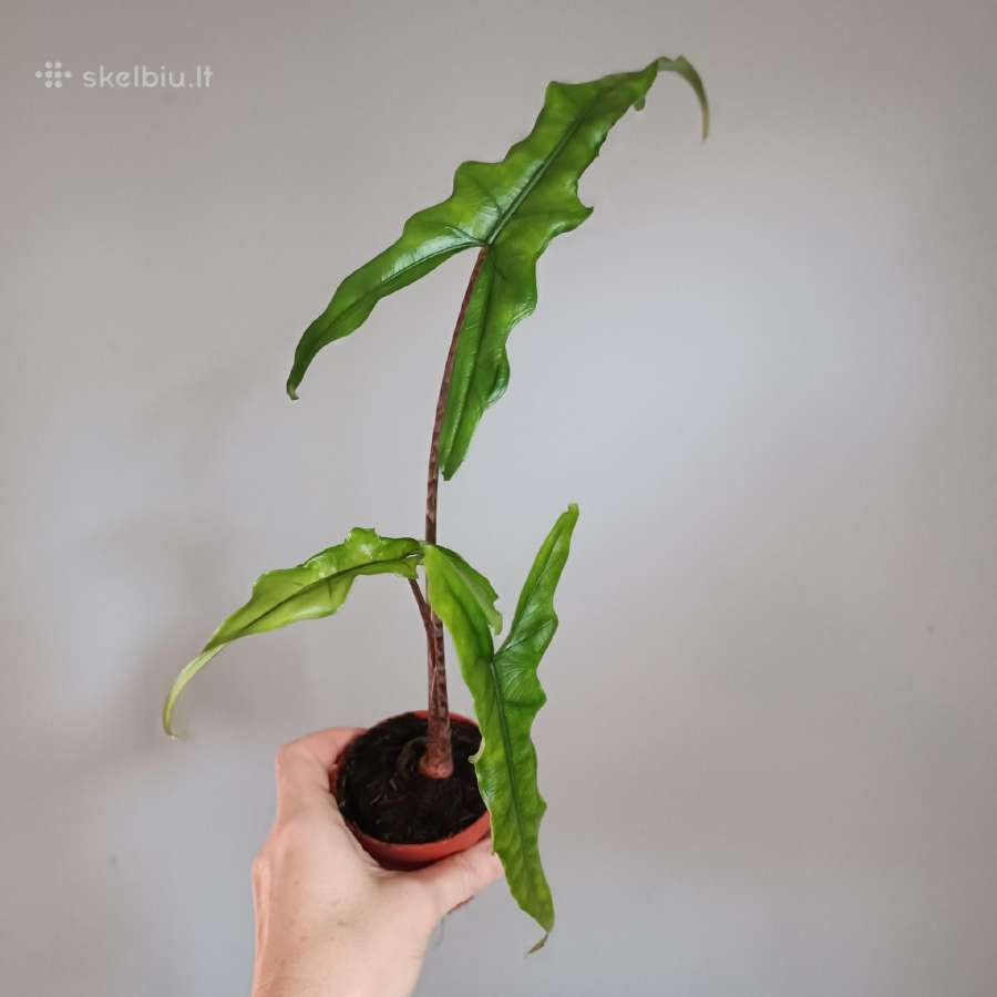 Alocasia Sabrina Narrow - nuotraukos Nr. 3