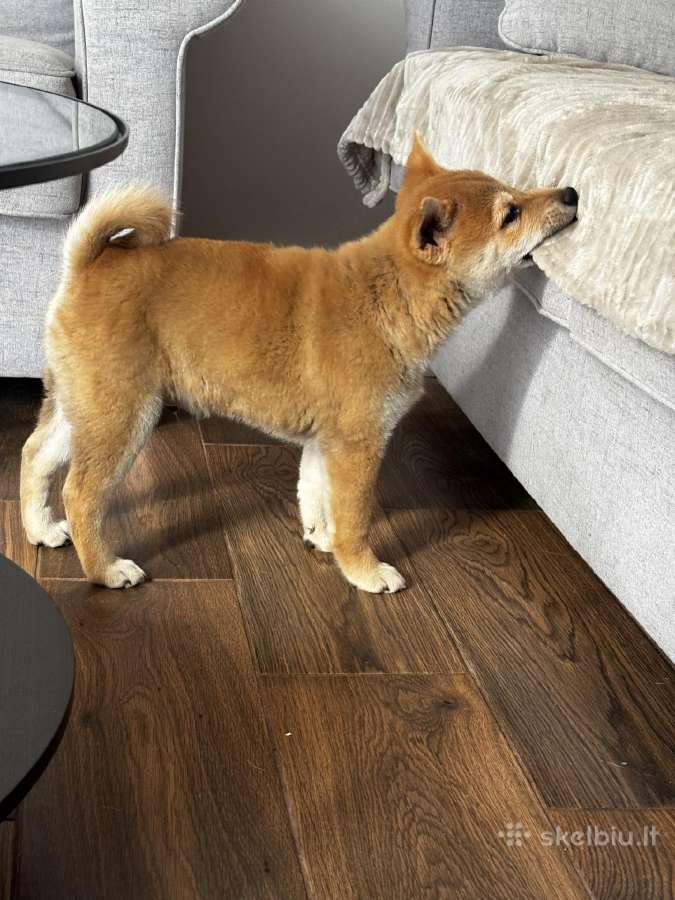 Shiba - nuotraukos Nr. 4
