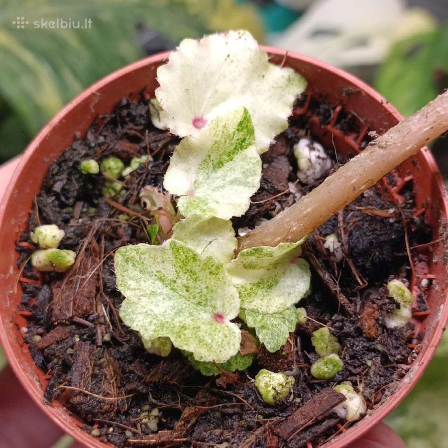 Begonia Rouge Variegated - nuotraukos Nr. 2