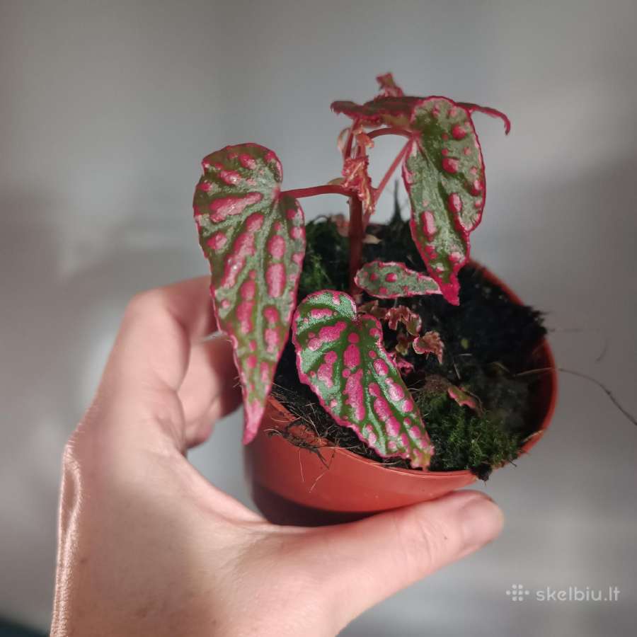 Begonia Negrosensis - nuotraukos Nr. 2