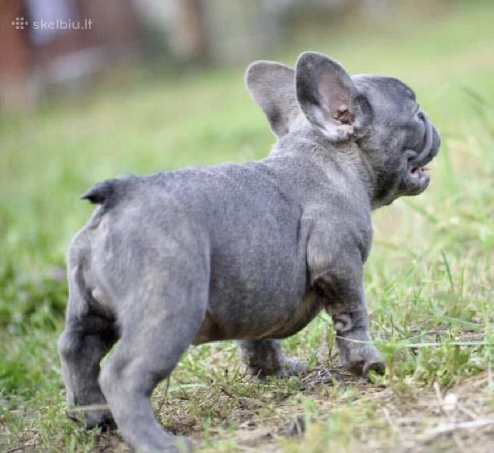 Kilmingi Prancuzu buldogai / French buldog - nuotraukos Nr. 5