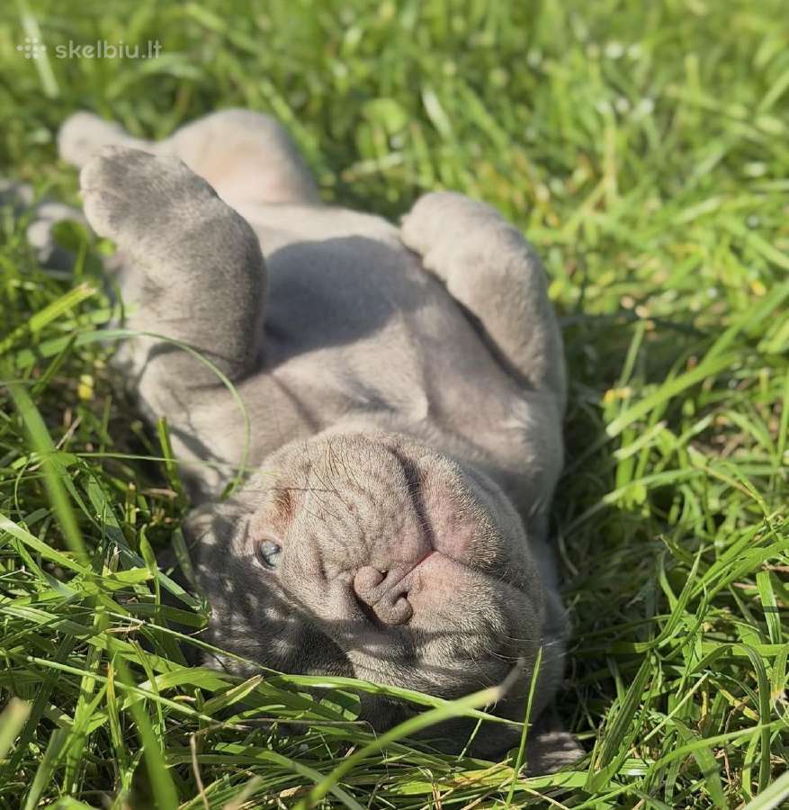 Kilmingi Prancuzu buldogai / French buldog - nuotraukos Nr. 6