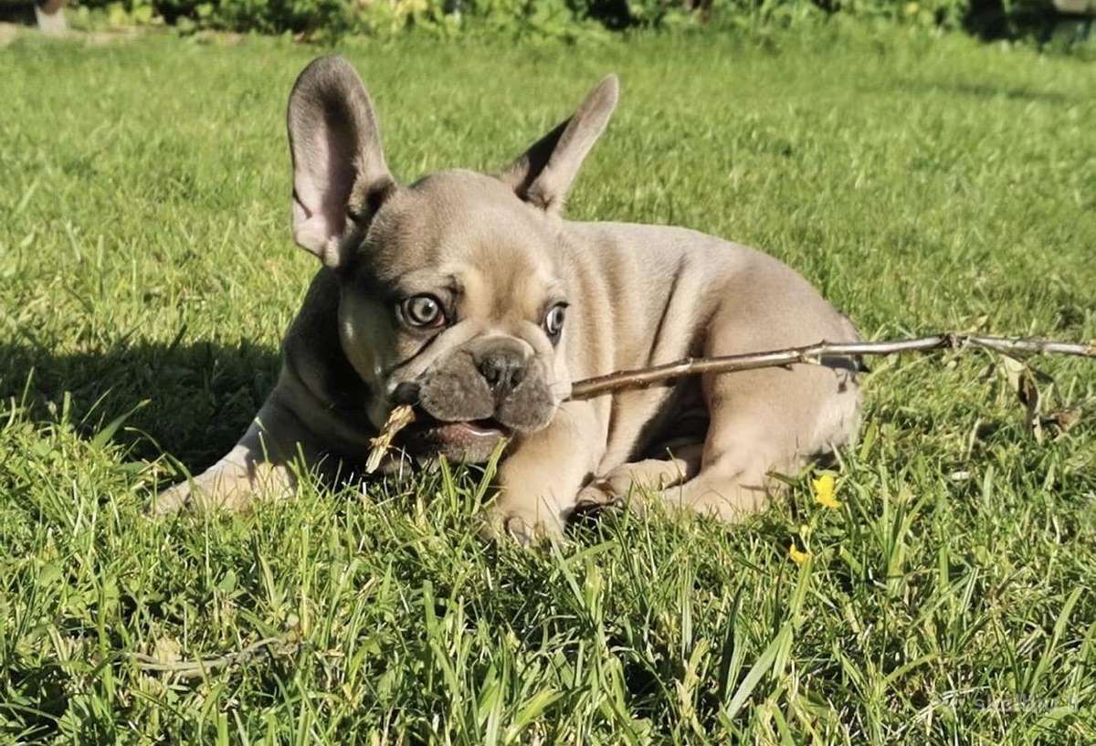 Kilmingi Prancuzu buldogai / French buldog - nuotraukos Nr. 2