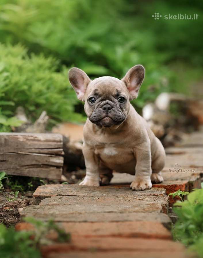 Kilmingi Prancuzu buldogai / French buldog - nuotraukos Nr. 4